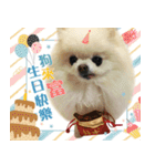 Dog Life- Xing Hu（個別スタンプ：32）