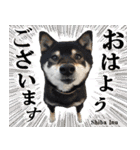 犬図鑑（日常会話）（個別スタンプ：1）