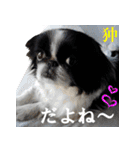 犬図鑑（日常会話）（個別スタンプ：3）