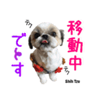 犬図鑑（日常会話）（個別スタンプ：4）