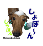 犬図鑑（日常会話）（個別スタンプ：5）