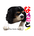 犬図鑑（日常会話）（個別スタンプ：7）