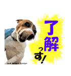 犬図鑑（日常会話）（個別スタンプ：9）