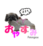 犬図鑑（日常会話）（個別スタンプ：10）