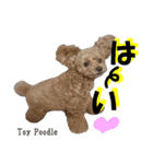 犬図鑑（日常会話）（個別スタンプ：14）