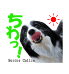 犬図鑑（日常会話）（個別スタンプ：17）