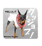 犬図鑑（日常会話）（個別スタンプ：22）