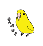 インコ暮らし コザクラインコだよ♪（個別スタンプ：13）