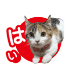 チャトランの家族 大集合（個別スタンプ：1）