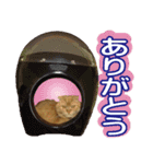 チャトランの家族 大集合（個別スタンプ：5）