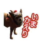 チャトランの家族 大集合（個別スタンプ：6）