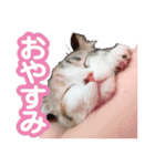 チャトランの家族 大集合（個別スタンプ：8）