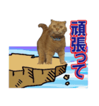 チャトランの家族 大集合（個別スタンプ：9）