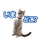 チャトランの家族 大集合（個別スタンプ：10）