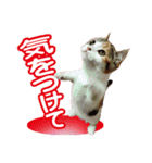 チャトランの家族 大集合（個別スタンプ：11）