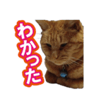 チャトランの家族 大集合（個別スタンプ：12）