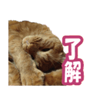 チャトランの家族 大集合（個別スタンプ：14）