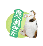 チャトランの家族 大集合（個別スタンプ：15）