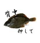 お魚の可愛さ伝えたい。（個別スタンプ：11）