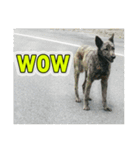 Street dog emoticons（個別スタンプ：7）