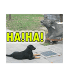 Street dog emoticons（個別スタンプ：9）