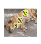 Street dog emoticons（個別スタンプ：10）