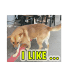 Street dog emoticons（個別スタンプ：12）