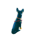 愛犬（個別スタンプ：3）