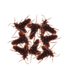 おかしいゴキブリカウンター攻撃（個別スタンプ：15）