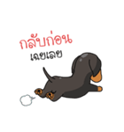 Dachshund Choei Loei（個別スタンプ：13）