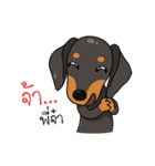 Dachshund Choei Loei（個別スタンプ：16）