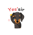 Dachshund Choei Loei（個別スタンプ：17）