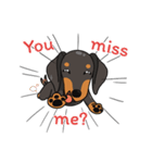Dachshund Choei Loei（個別スタンプ：36）