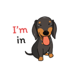 Dachshund Choei Loei（個別スタンプ：38）