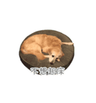 DingDing Day（個別スタンプ：8）