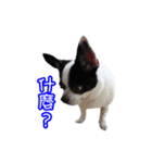 WaWa Life（個別スタンプ：2）