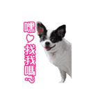 WaWa Life（個別スタンプ：4）