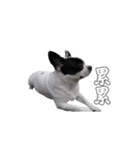 WaWa Life（個別スタンプ：6）