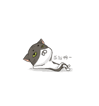 A lazy lazy cat（個別スタンプ：11）