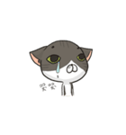 A lazy lazy cat（個別スタンプ：12）