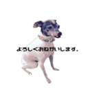 Life with Japanese terrier（個別スタンプ：2）