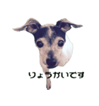 Life with Japanese terrier（個別スタンプ：3）