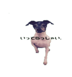 Life with Japanese terrier（個別スタンプ：4）