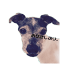 Life with Japanese terrier（個別スタンプ：5）