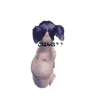 Life with Japanese terrier（個別スタンプ：7）