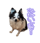 犬といっしょ (ひめと仲間たち)（個別スタンプ：14）