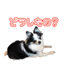 犬といっしょ (ひめと仲間たち)（個別スタンプ：23）