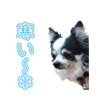 犬といっしょ (ひめと仲間たち)（個別スタンプ：30）