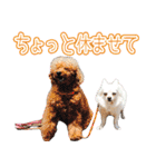 犬といっしょ (ひめと仲間たち)（個別スタンプ：35）