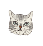 かわいいアメショ猫（個別スタンプ：1）